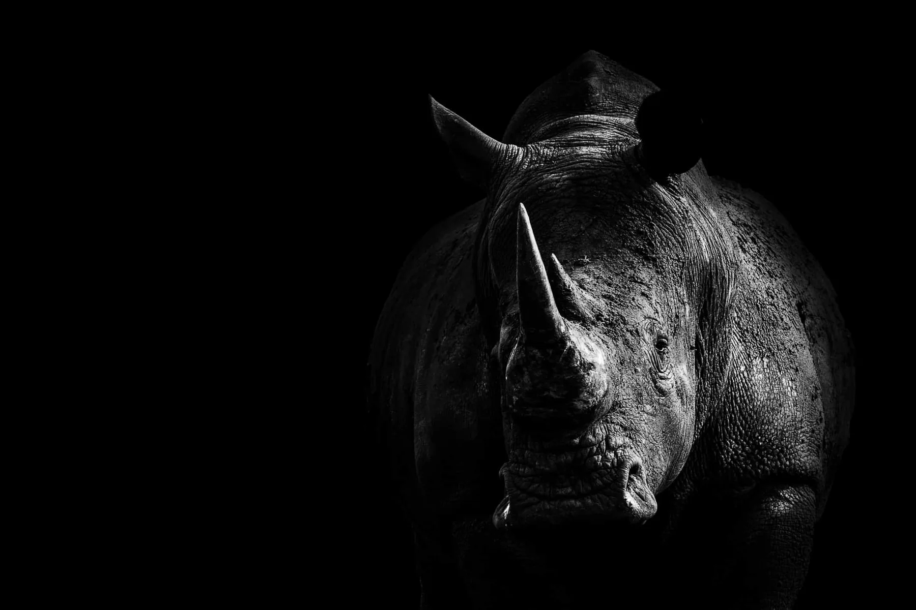 A rhinoceros emerging from darkness, the RhinoSeq image